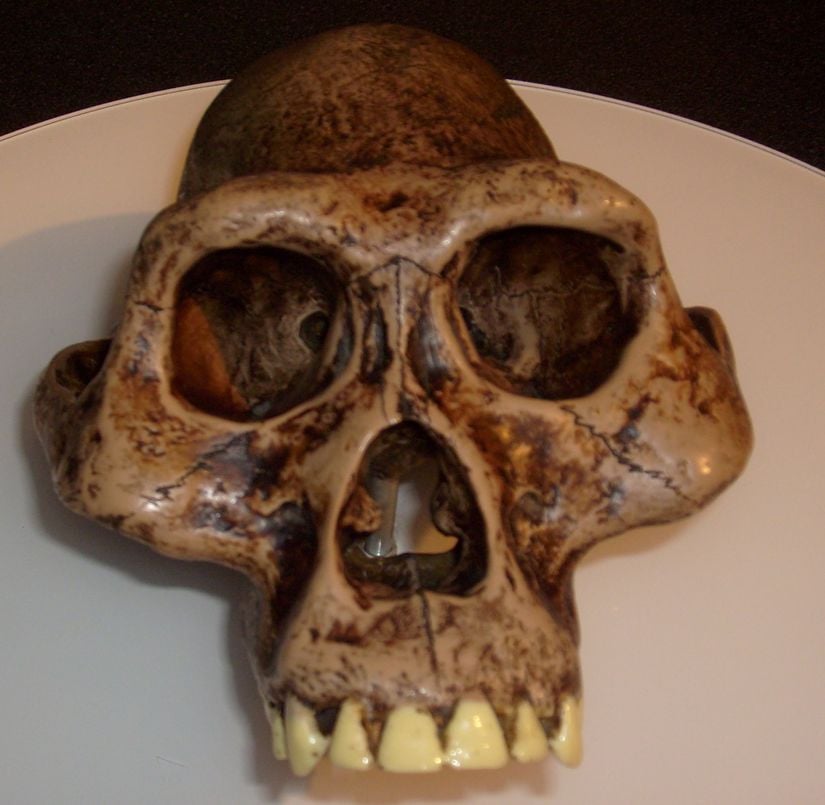 Australopithecus afarensis