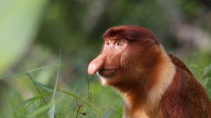 Uzun burunlu maymun (Nasalis larvatus)