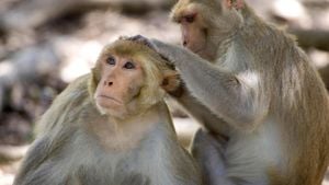 Monkeys And Emus Cause Havoc On South Carolina Streets