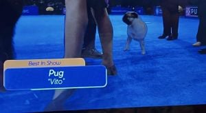 Vito The Pug Makes History At National Dog Show