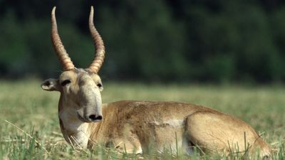 Tuhaf Görünümlü Saiga Antilobunun Soyu Son 15 Yılda %95 Tükendi!