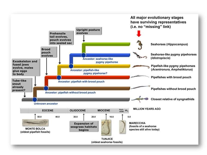 Denizatlarının, cüce boru atlarının ve deniziğnelerinin soy hatları