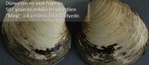 Dünya Üzerinde Yaşayan En Yaşlı Organizmalar!