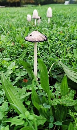 Bu hangi mantar türü?