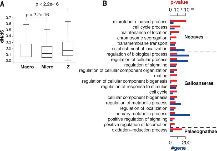 Genler üzerindeki seçilim baskıları