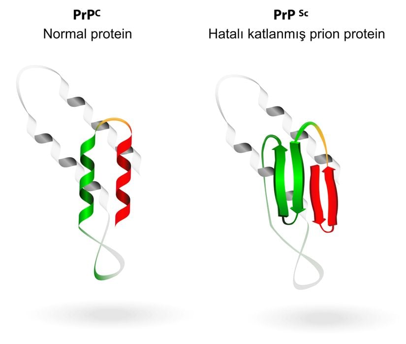 Protein katlanması.