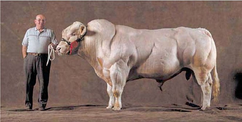 Myostatin üretimi bakımından mutasyona uğramış bir dana