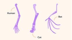 CANLILARIN YÜRÜME BİÇİMLERİ : EVRİMSEL YÜRÜYÜŞ KILAVUZU