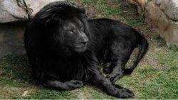 Gerçek mi ? Uydurma mı? : Sİyah Aslan Teorisi