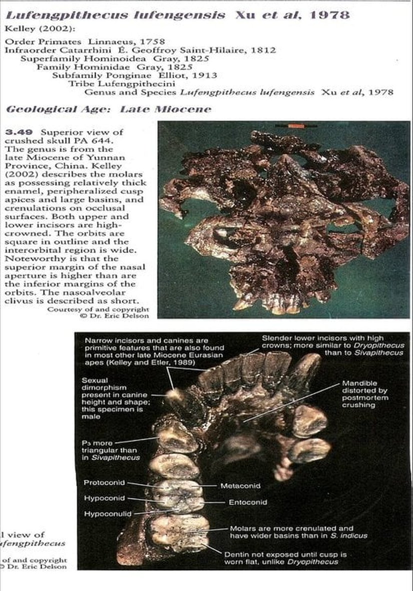 Lufengpithecus
