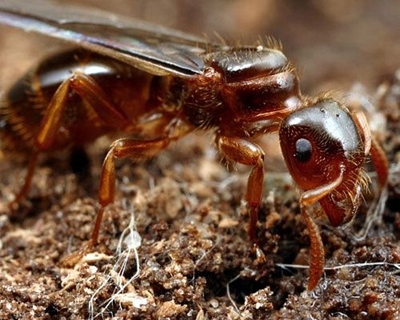 Görsel 2. Bu geçici sosyal parazit (Lasius claviger) çiftleşme uçuşunun ardından konakçı koloniye sızıp konakçı kraliçeyi öldürerek yeni bir koloni oluşturuyor.