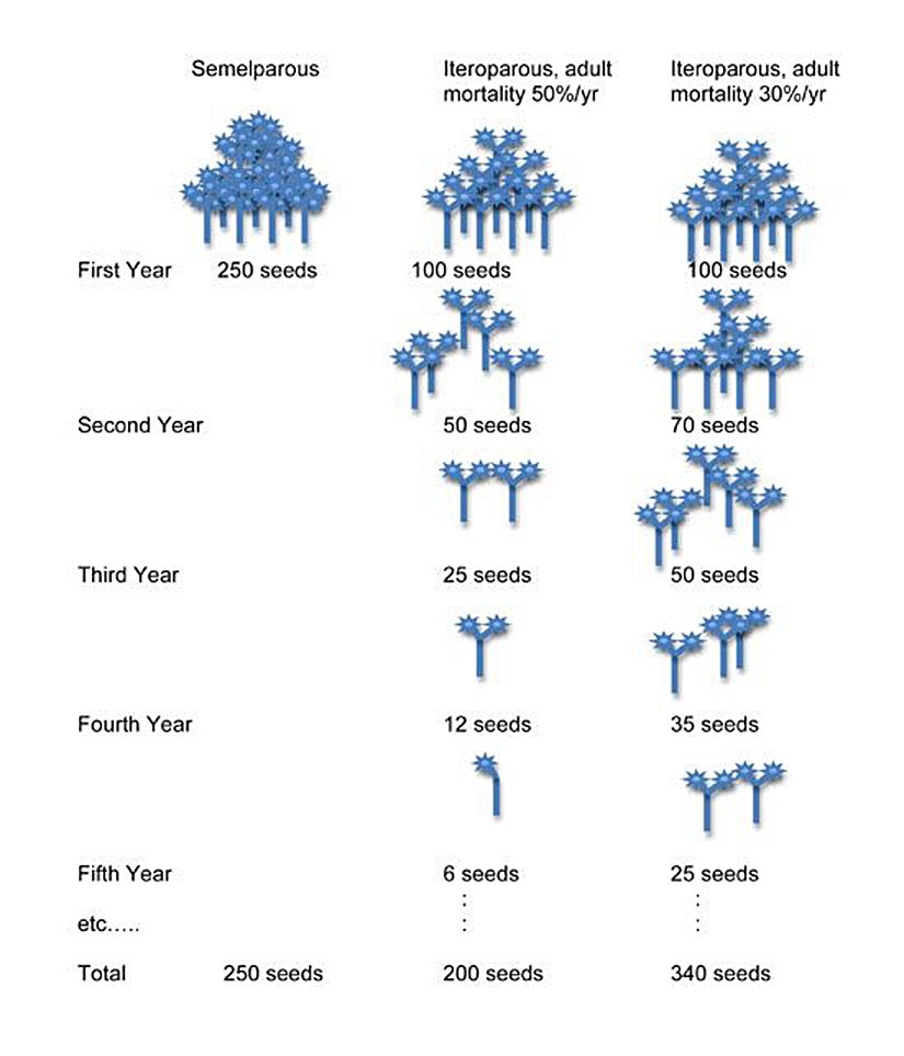 Görsel 3: Semelparite evrimindeki demografik modelin şeması Semelpar ve iteropar popülasyonları hayal edin. Semelpar (yıllık) türler, iteropar türlerin 2,5 katı kadar tohum üretirler (doğal sistemlerin üretkenliğinin makul bir tahmini). İlk yıl, semelpar türler iteropar türlerden daha fazla ürerler, ancak iteroparların tekrar üremek için yaşama olasılıkları da vardır. Her yıl, iteropar yetişkin nüfusun % 50’si ölürse, ortalama bir birey hayat boyu 200 tohum üretecektir (semelpar popülasyondan daha az). Her yıl iteropar yetişkin nüfusun % 30’u ölürse, ortalama bir birey hayat boyu, semelpar popülasyondan daha fazla olmak üzere, 340 tohum üretecektir. Dolayısıyla, yüksek ölüm oranına sahip bir nüfusta, iteroparite yerine semelparite tercih edilecektir. Semelparitenin demografik modelleri bunu daha açık bir şekilde ortaya koymaktadır.