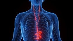 Vagus Siniri Nedir?