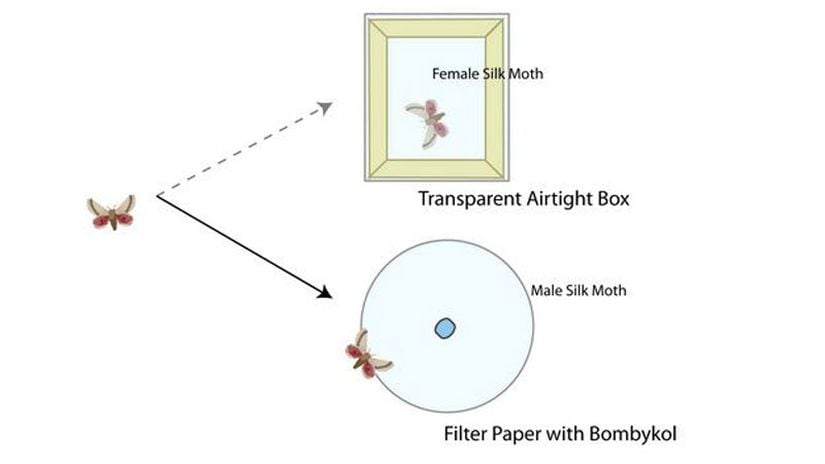 Görsel 3. İstisnasız biçimde erkek ipekböceklerinin tamamı şeffaf hava geçirmez kutudaki dişinin görüntüsüne (görsel sinyal) gitmektense dişiler tarafından üretilen feromonlara (kimyasal sinyal) yöneldi.