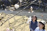 Cherry Blossoms Start Blooming in Japan; Somei-Yoshino Bloom in Kochi, Kumamoto