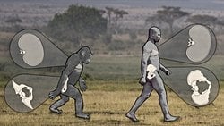 İnsanların İki Ayak Üzerine Kalkmasının Nedenlerinden Birisi Seks Olabilir!