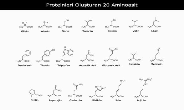 Proteinleri oluşturan 20 aminoasit