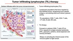 New Tool MANAScore Identifies Tumor-Specific T Cells For Cancer Therapy