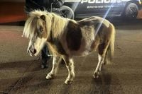 Police: Mini horse had 'a little too much fun' on St. Patrick's Day - UPI.com