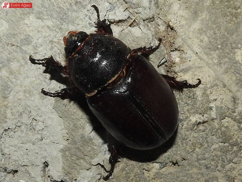 Gergedan böceği (Oryctes nasicornis) dişi birey, Sakarya.