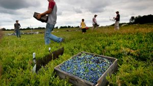 Unusual Weather Disrupts Blueberry Harvest And Utilities