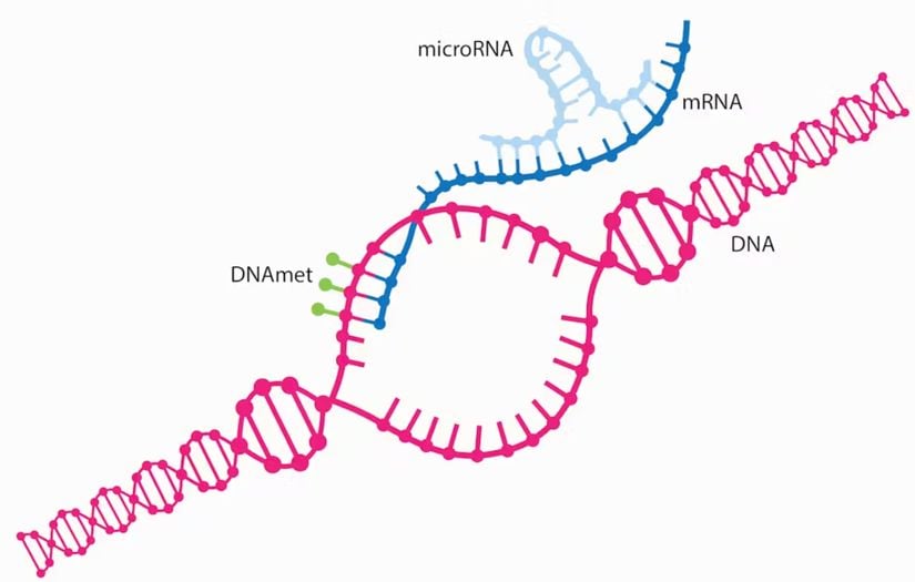 MikroRNA, mRNA'ya bağlanarak genleri susturabilir.