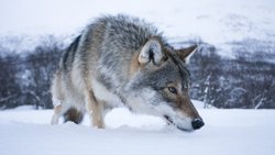 İskoç Dağları'ndaki Kurtlar İklim Değişimi ile Mücadelede Önemli Bir Rol Oynayabilir!