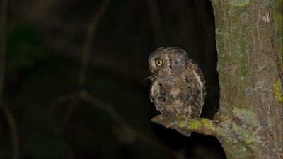 İshakkuşu (Otus scops)