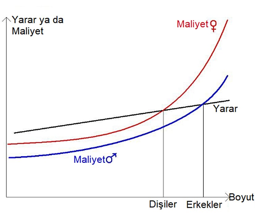 Bir önceki hipotezin aksine, yarardan ziyade eşit olmayan kaynak kullanımı sonucu açığa çıkan maliyet farkı sonucu, boyut dimorfizmi bu şekli almaktadır.