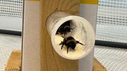 Bombus Arıları Kiraz Ağaçlarını Bakteriyel Hastalıklardan Koruyabilir mi?