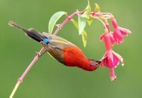 Conservation must focus on ecological processes, not just saving species | Imperial News | Imperial College London
