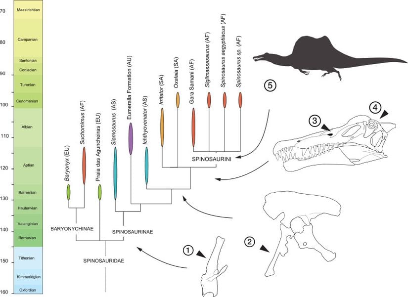 Spinosaurus filogenisi.