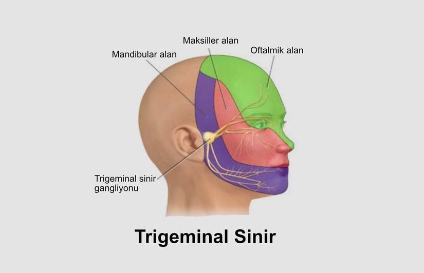 Trigeminal sinirin dalları.