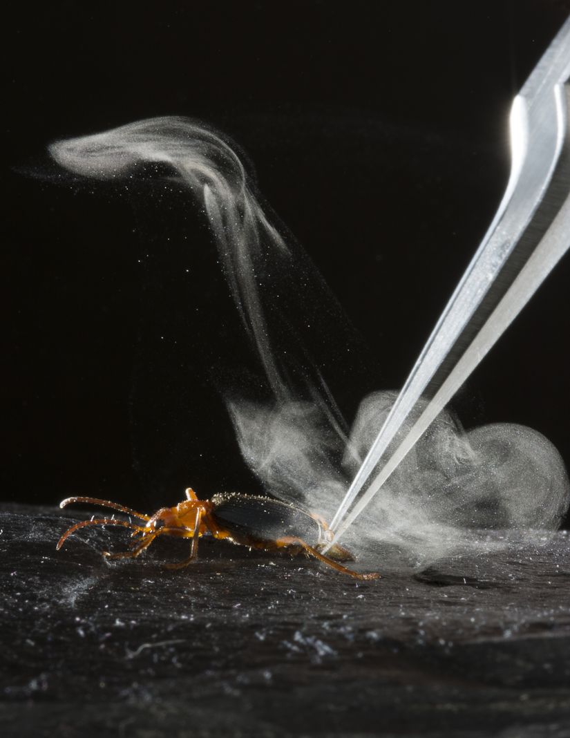 Bombardıman Böceği (Brachinus elongatulus)