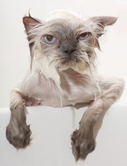 Kediler, öpme, sevilme, okşanma gibi eylemleri nasıl yorumluyor olabilir? Kedimi öptüğüm zaman onu sevdiğimi anlıyor mu?