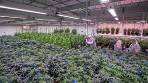 Crackdown On Illegal Cannabis Grow Operations Gains Momentum