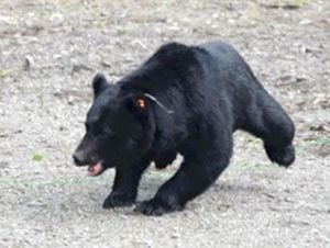 Rising Bear Sightings In Nara Cause Alarm Among Residents