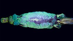 Ornitorenklerin İlginçliklerine Bir Yenisi Daha Eklendi: Platypus, Mor Ötesi Işık Altında Parlıyor!