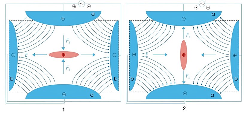 Paul Tuzağı Düzeni