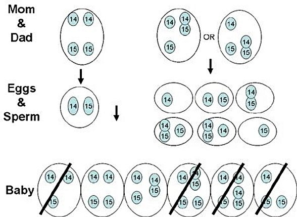 Farklı Kromozomluların Çiftleşmesi