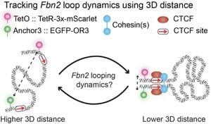 Understanding Chromatin Architecture Formation During Zebrafish Embryogenesis