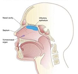 Koku reseptörleri nedir, nasıl çalışır? Detaylı, mümkünse teknik terim kullanılacaksa açıklamalı bir anlatımını yapabilecek birisi var mıdır?