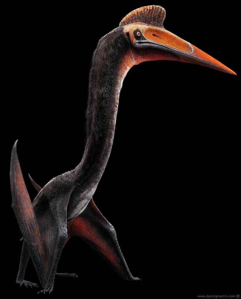 Bir Quetzacoatlus modellemesi.  Sanatçı: Damir G. Martin