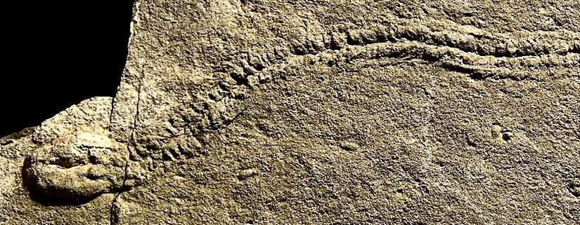 Bu iz fosilinde bir trilobit fotoğrafın sağ tarafından yürümeye başlamış ve en sol tarafında durarak orada oturmuştur. Bu hareketinin tüm basamakları fosil kaydına işlenmiştir.