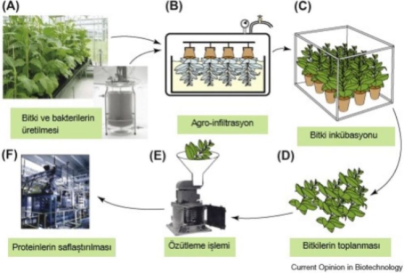 Şema 1. Bitkilerde agro-infiltrasyon yöntemi kullanarak protein üretimi: Rekombinant protein/antijen üretimi 6 ila 10 gün alır. İlk aşamada bitki ve Agrobacterium adı verilen bakteriler üretilir (A). Bitki, hedef gene sahip plasmid vektörleri taşıyan bakteri kültürünün içine daldırılır ve bakteri DNA’sının bitkiye aktarılabilmesi için bitkiye vakum uygulanır (agro-filtrasyon) (B). Bitkiler birkaç gün bekletilir (C) ve GD bakterinin dış ortama yayılmasını önleyici sıkı bir protokol ile toplanır (D). Ardından rekombinant proteinler bitkiden ayrıştırılır (E) ve rekombinant aşı veya ilaç üretebilmek amacıyla proteinler saflaştırma işleminden geçirilir (F).