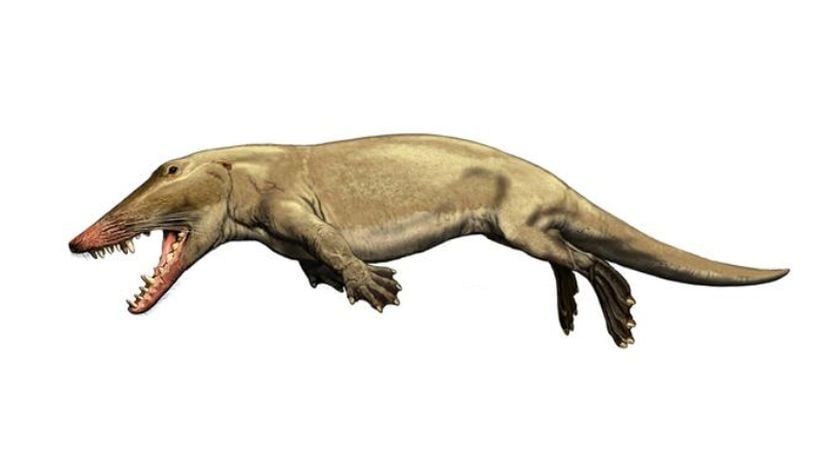 Ambulocetus sp.