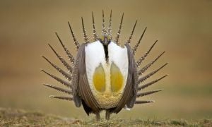 Biden Administration Proposes Development Restrictions For Sage-Grouse Protection