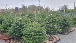 Real Christmas Trees Flourish As Shoppers Join The Hunt