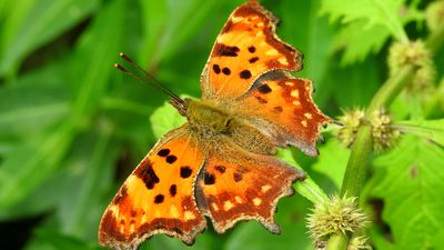 Yırtık Pırtık  (Polygonia c-album)