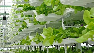 Hidroponik Tarım (Topraksız Tarım) Nedir? Geleceğin Tarım Yöntemi Olabilir mi?
